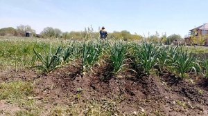МОТОТЯПКА ПРОПОЛКА и РЫХЛЕНИЕ междурядий чеснока и лу