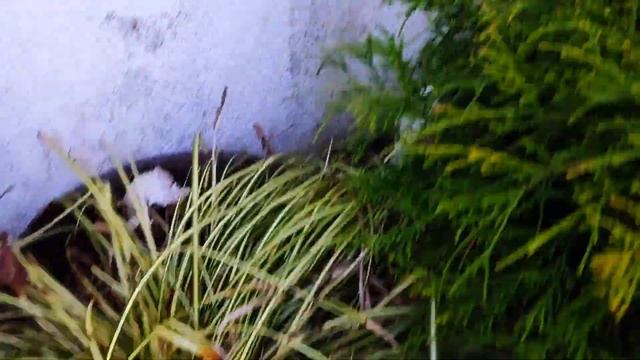 Обзор сада, ремонт стульев. смотреть онлайн