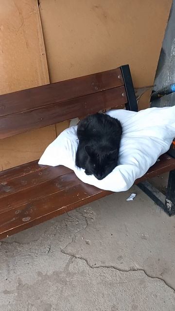 Кот Михей спит на подушке и гуляет