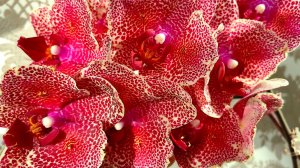 Все мои нюансы в выращивании орхидей.Самое главное,с чего нужно начать.Об этом я расскажув этомвидео