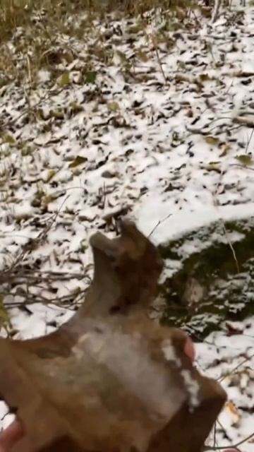 Находка ч.309🔥🔥 #леснойскобарь#2024 #коп#металлоискател смотреть онлайн