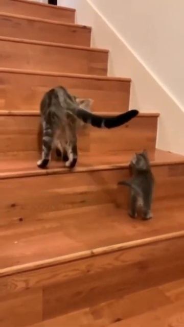 Уроки подъема по лестнице 😻 смотреть онлайн