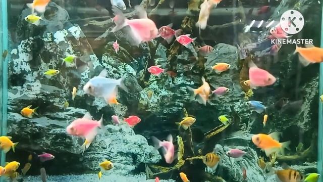 АКВАРИУМНЫЕ РЫБКИ. МУЗЫКА ДЛЯ ОТДЫХА И ВОССТАНОВЛЕНИЯ ЦНС.