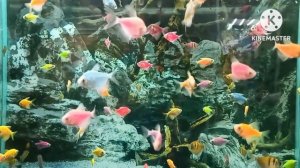 АКВАРИУМНЫЕ РЫБКИ. МУЗЫКА ДЛЯ ОТДЫХА И ВОССТАНОВЛЕНИЯ ЦНС.