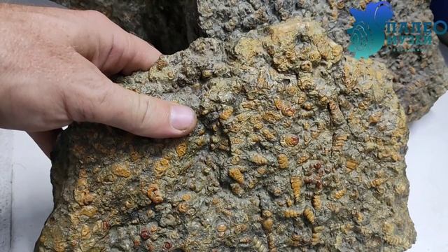 Витрины палео музея в Ливадии смотреть онлайн