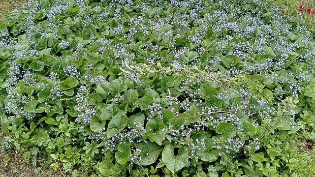 Бруннера Сибирская (Brunnéra sibírica) даже вытеснила Сныть , цветение 2025 смотреть онлайн