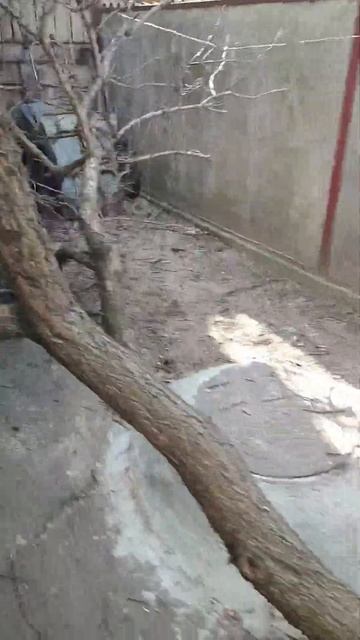 Сабельная Пила VS Дерево