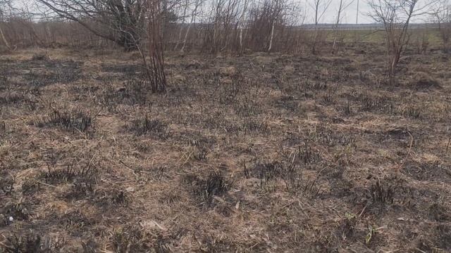 Не выбитый клочёк земли на выбитом поле. Metal detecting, #коп смотреть онлайн