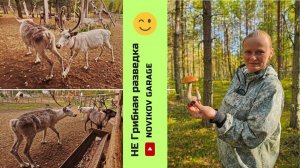 Грибная разведка 21 сентября 2024. Приозерский район или мы блогеры - лопухи :)