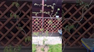 Актинидия Иссаи. Актинидия заболела. 16 июля 2024