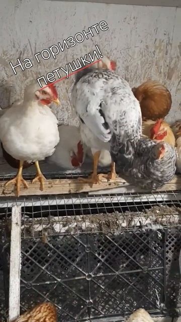 Петушки чистят перья!#петухи # #chick #курятник смотреть онлайн
