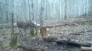 Небольшая реконструкция. Лоси на солонце.