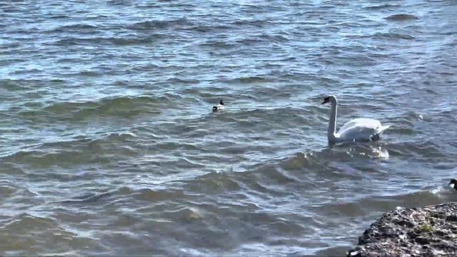 Едем домой/ Красивые дороги смотреть онлайн