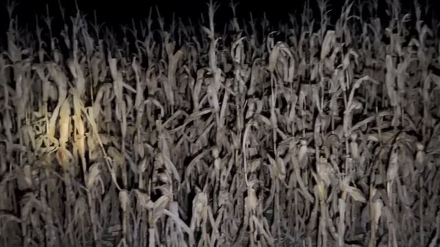 Если бы ЭТО не Сняли на Камеру Никто бы не Поверил! Топ смотреть онлайн