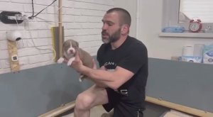 Американский булли.