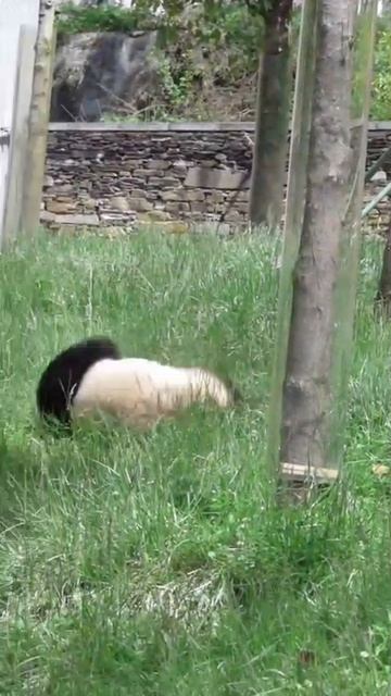 панда 4 смотреть онлайн