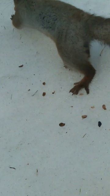 Белка угостилась вкусняшкой и убежала на ель смотреть онлайн