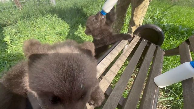 Я кормлю РУССКИХ МЕДВЕДЕЙ чемпионов а под курткой у м?