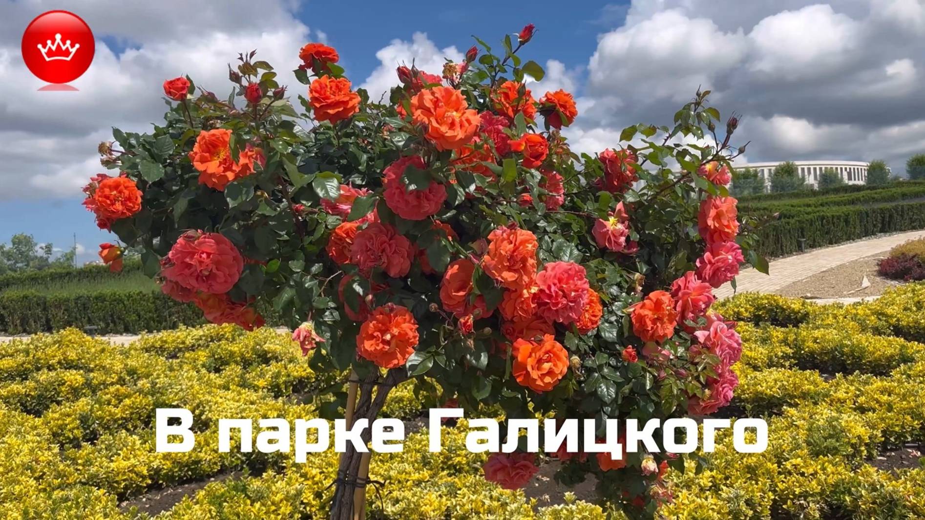 🪻🌹🌸Розы лаванда шалфей в парке Галицкого май 2025. смотреть онлайн