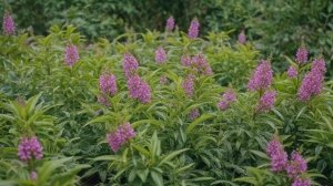 Огурец Вьюга f1 характеристика и урожайность гибрида - Овощи