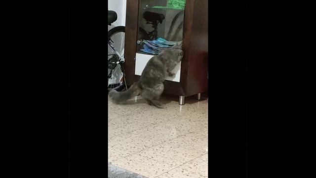 как соня всегда пытается открыть полку 😅😂 смотреть онлайн