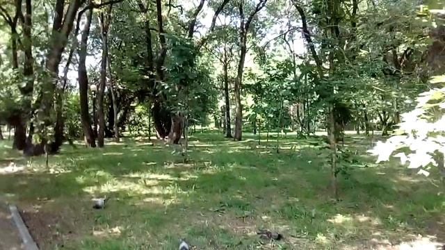 Городские пруды. Парк. Хабаровск.