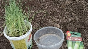 Когда и как лучше высаживать рассаду лука порея в открытый грунт