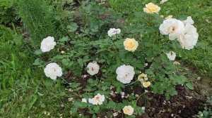 🌹Канадские розы Джон Кэбот и Джей Пи Коннелл, самые с?