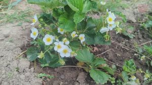 Во время бутонизации и цветения клубники внесите такое удобрение! Ягоду будет некуда девать!