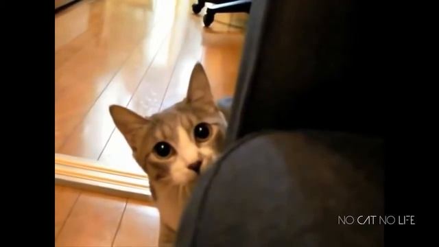 Приколы с котами ТОПовая подборка! смотреть онлайн