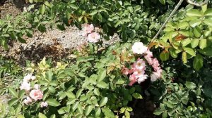 Сакура Гасуми - плетистая роза японской селекции Питомник Роз Полины Козловой rozarium biz