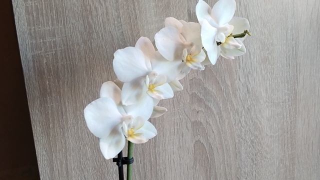 Фаленопсис Кали Heat Wave ( Cali)