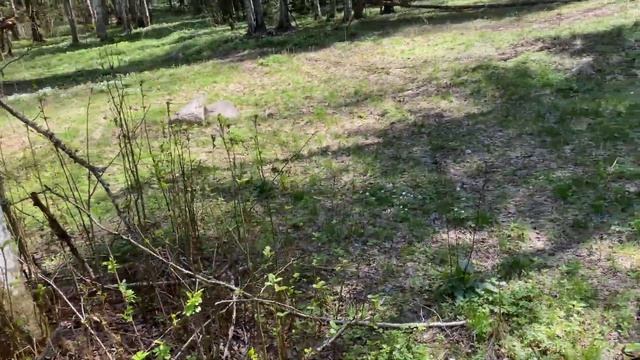 находки есть!копать не умеем!#леснойскобарь#2024 #коп#ме? смотреть онлайн