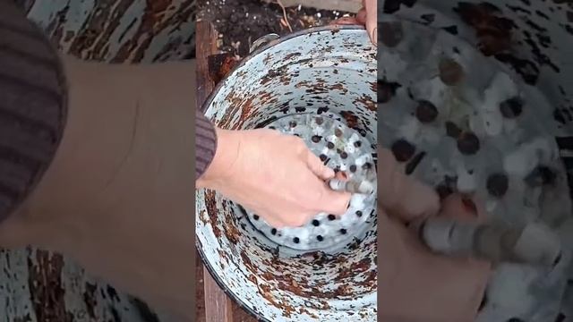 измельчитель для овощей и фруктов. (дробилка) смотреть онлайн