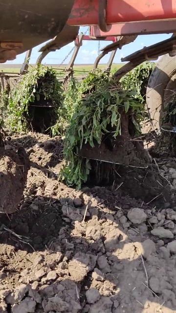 МТЗ 82.1 и культиватор смотреть онлайн