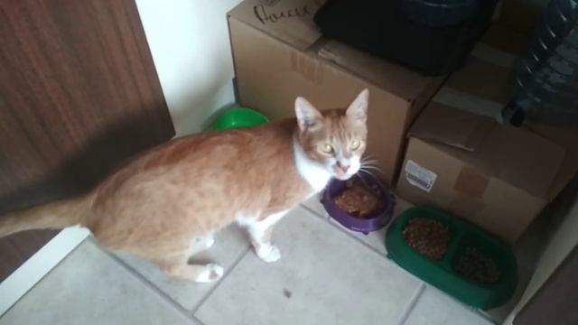 3 наблюдение за моим котом смотреть онлайн