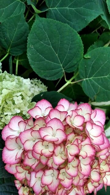 Великолиста #гортензія Adula #квітник #garden #flowers Hydrangea смотреть онлайн