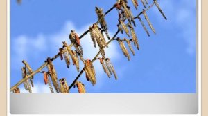 Хвойные и лиственные деревья