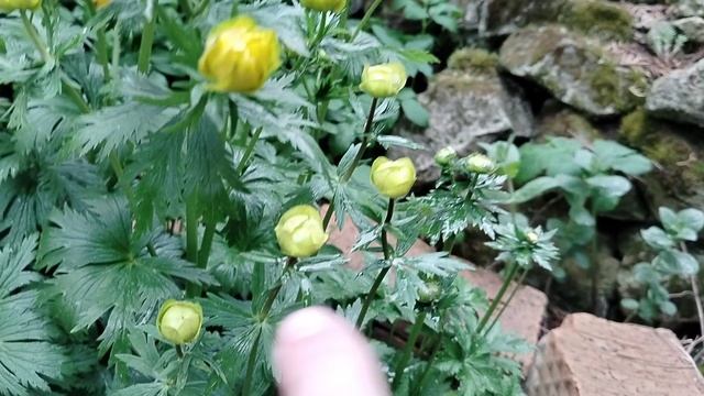 Купальница (троллиус) в нашем саду 2025 смотреть онлайн