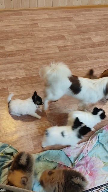 щенки папийон, шпиц, д. р. 11.12.22. г, папийон д. р. 29.11.22.г