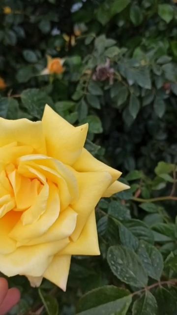 Шикарные розы! смотреть онлайн