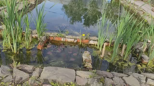 Пруд своими руками на участке с рыбой смотреть онлайн