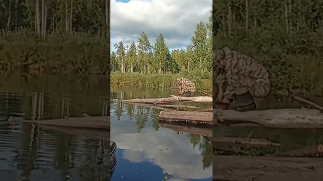 МИНИ ПИЛА ЭХО смотреть онлайн