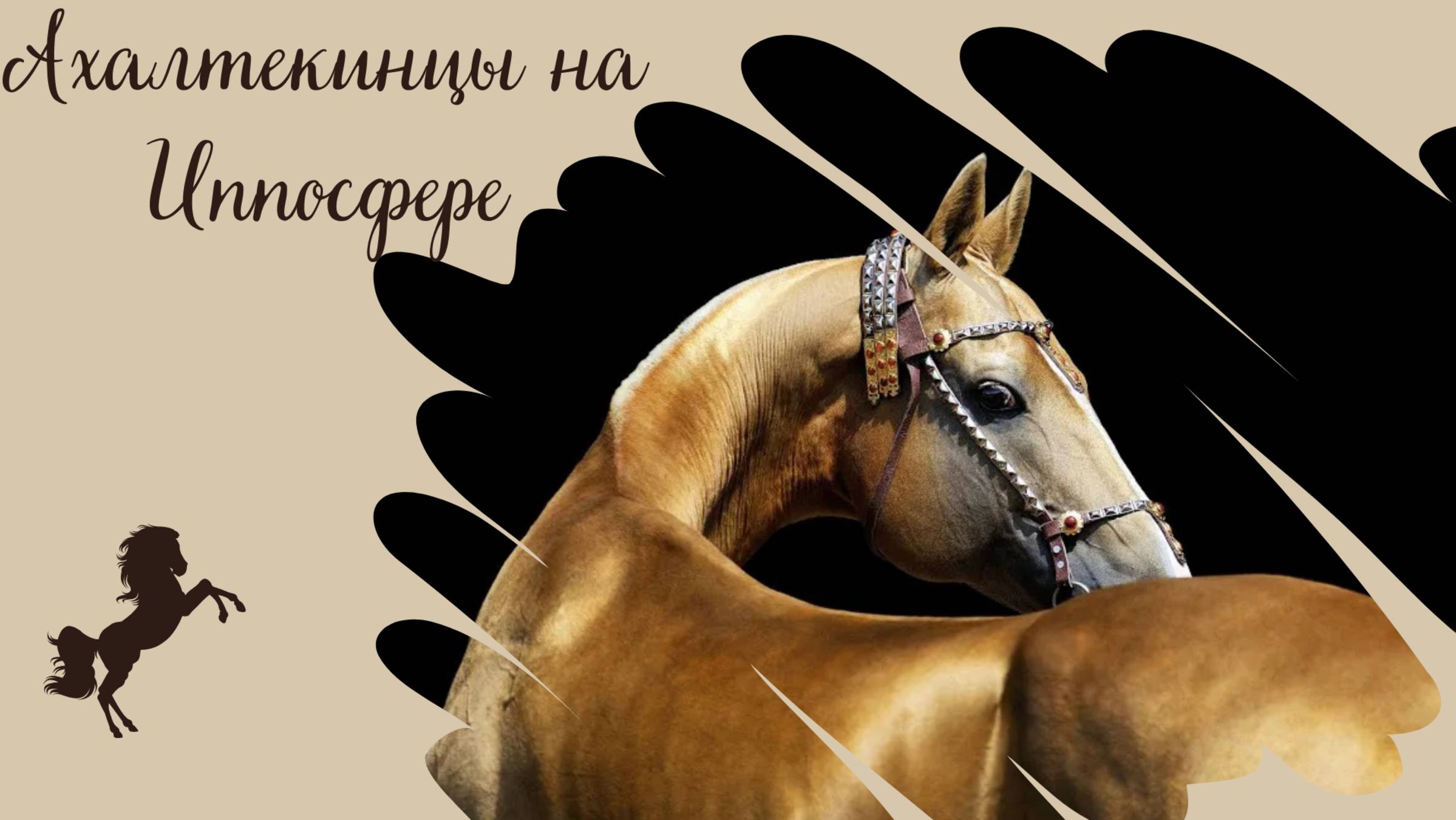 Ахалтекинцы на Иппосфере