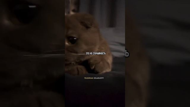 Почему животные к вам тянутся смотреть онлайн