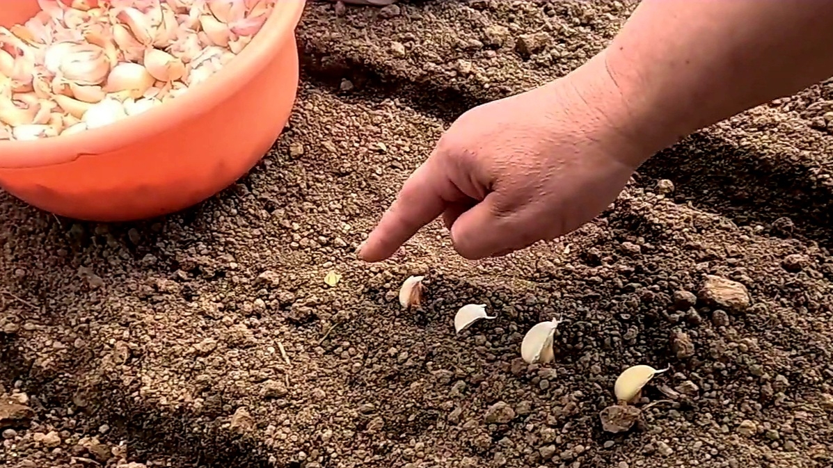 Особенности посадки ярового чеснока для хорошего урожая!! смотреть онлайн
