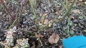 Обрезка миниатюрных роз