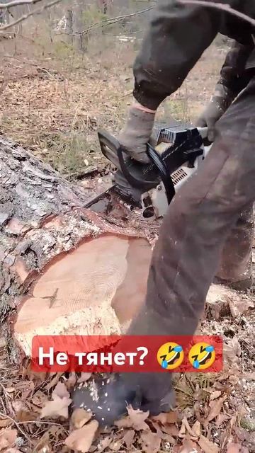 ZimAni не тянет??? 🤣🤣🤣 #zimani #беларусь #chainsaw #farmertec #wood #бен смотреть онлайн