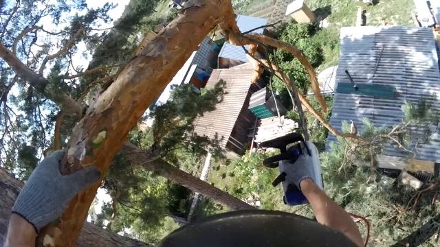 Большая сосна, пилю 3,5 часа смотреть онлайн