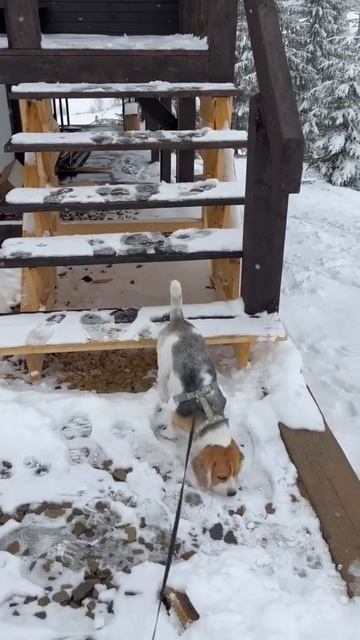 Собака и лестница смотреть онлайн